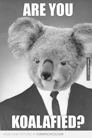 Job Interview Funny Pictures Funny Koala Koala Meme Funny Jobs