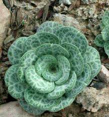Louis, missouri, henry shaw cactus and succulent society is an affiliate chapter of the cactus and succulent society of america and a member plant society of missouri botanical garden. Pin By Eduan Naude On Cactaceos Cacti And Succulents Growing Succulents Succulent Gardening
