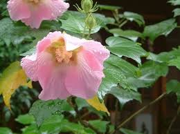 Image result for Hibiscus mutatus