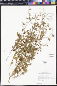 Image result for Rhynchosia hirta