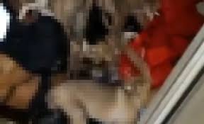 Antalya Daki Barinakta Dehsete Dusuren Goruntuler Yurt Haberleri
