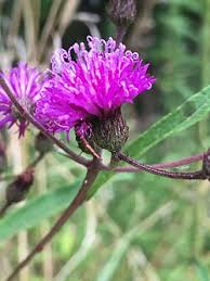 Image result for Vernonia griseopapposa