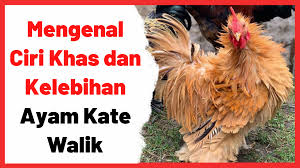 Maybe you would like to learn more about one of these? Mengenal Ciri Khas Dan Kelebihan Ayam Kate Walik Ayam Jenis Wajah