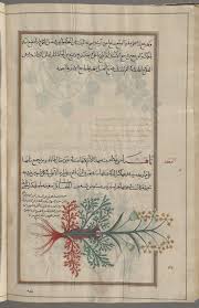 deadly carrot thapsia garganica thaqsiya nypl digital collections alchemy illustration botanical illustration new york public library