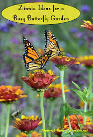 Check spelling or type a new query. 5 Big Zinnia Flowers For Busy Butterfly Garden Growing Tips
