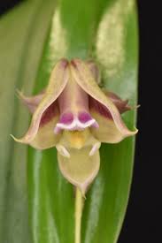 Image result for Polystachya galeata