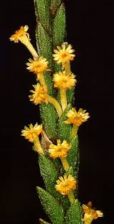 Image result for Struthiola