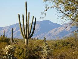 The trails is 2 1/2 mile singletrack thru the center of saguaro national park. Cactus Forest Trail Saguaro Np Az Hikearizona