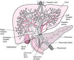 It joins the vena cava which taked blood back to the heart. Portal Hypertension Liver And Gallbladder Disorders Msd Manual Consumer Version