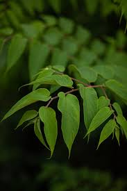 Image result for Trema orientale