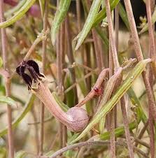 Image result for Ceropegia linearis