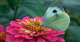 It's a fast grower and. Top 10 Flowers That Attract Butterflies And Hummingbirds A Birds Delight