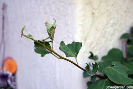 If the water runs out the bottom of the pot quickly, be sure to put a plant saucer under it. What Is Eating My Bougainvillea Leaves