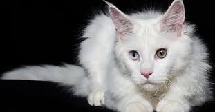 ✓ free for commercial use ✓ high quality images. Meet The White Cat Breeds Petfinder
