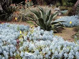 Image result for Senecio consanguineus
