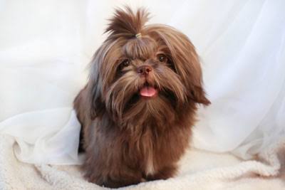 Shih Tzu Fígado (Chocolate), AI generated