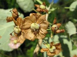 Image result for Dombeya torrida