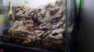 Paludarium Construction Google Search Animales Y Mascotas Paludario Mascotas