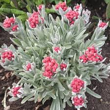 Image result for Helichrysum patulifolium