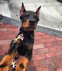 pin von irina paduretu auf ark noah dobermann hunde hundebabys dobermann