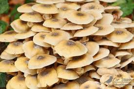 cor visser nature phography's Photo Galleries at pbase.com