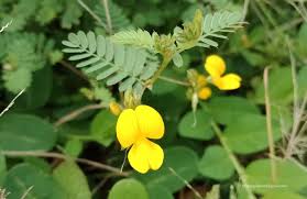 Image result for Smithia