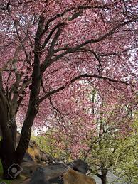 Piante artificiali, piante verde, mazzi di fiori, sembrano tutti reali, senza bagnarli ed altre costrizione ! Immagini Stock Alberi Con Fiori Rosa Brillante A Bordo Di Una Strada Image 7575146
