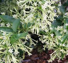 Image result for Cestrum nocturnum
