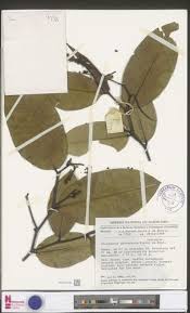 Image result for Klainedoxa gabonensis