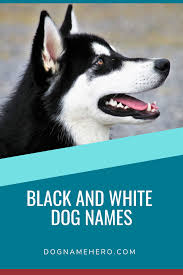 Black Dog Names 2021 130 Names For Black Puppies Dog Name Hero
