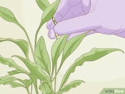 Aphididae), is a major pest of cultivated bananas (musa spp., order zingiberales), primarily due to its role as a vector of banana. 3 Ways To Keep Aphids Away Using Eco Friendly Methods Wikihow