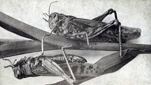The Most Devastating Plagues in US History Caused by Insects – 24/7 Wall St.