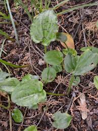 Image result for Setaria petiolata