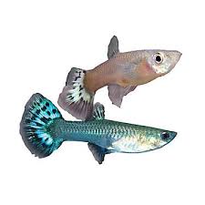 Female Fancy Guppy Pet Fish Fish For Sale Tropical Fish Aquarium