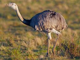 Birds That Cannot Fly In India You Won T Believe That These 11 Birds That Cannot Even Fly Birds Birds Flying Birds That Cannot Fly