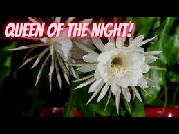 Image result for Epiphyllum oxypetalum
