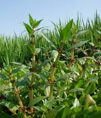 Image result for Bergia capensis