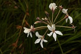 Image result for Pelargonium luridum