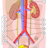 Stage 4 is severe, which results in the development of large chocolate cysts and severe adhesions in the bladder and intestines. 1