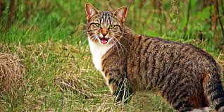 For all licensing inquiries please contact: Cat Communication International Cat Care