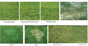 Maybe you would like to learn more about one of these? 8 Best Weed Killers For Lawns Comparison Reviews 2021 Cg Lawn