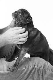 Pin On Pug Luv