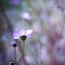 Ventilation is key, as it is orris root is the root of a type of iris, and it serves as a fixative for essential oils. The Poetry Of The Earth Is Never Dead Flowers Photography Love Flowers Beautiful Flowers