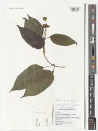 Image result for Aspilia africana