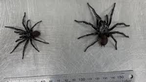 25 australian animals 25 most poisonous animals in the world 101 facts… fascinating insight into the effects of being bitten by the sydney funnel web spider. Dwayne The Rock Johnson Funnel Web Spider Handed In To Australian Reptile Park Newcastle Herald Newcastle Nsw