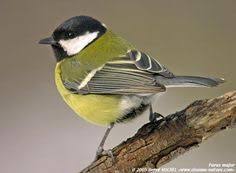 Reconnaitre Les Oiseaux De Nos Jardins Oiseaux Des Jardins Oiseaux Oiseaux Mignons