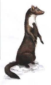 Image result for kuna lesní obrázky