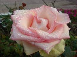 玫瑰園道開花盛況 帶清晨露珠的粉紅玫瑰 beautiful flowers flowers beautiful