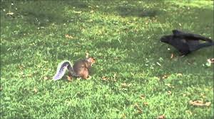 Crows and squirrels are always interacting, but never the one with the other, only squirrels with squirrels chase each other a lot, up and down trees and tree to tree, across the ground and across. Crow V Squirrel Youtube