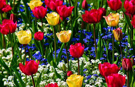 A flower growing during a hill country spring. Hd Wallpaper Red And Yellow Flowers Greens Nature Blue Tulips White Buds Wallpaper Flare